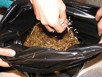 gojenje_gob-knjiznica-13