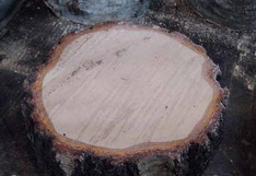 gojenje_gob-knjiznica-25