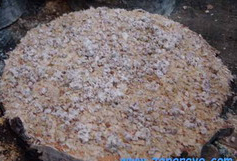 gojenje_gob-knjiznica-26