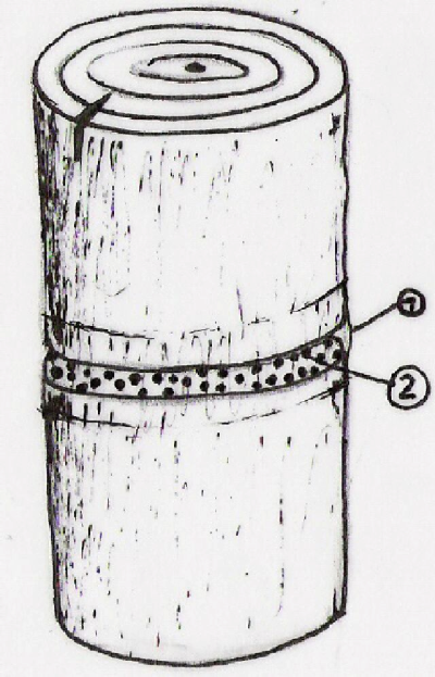 gojenje_gob-knjiznica-29