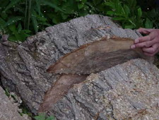 gojenje_gob-knjiznica-30