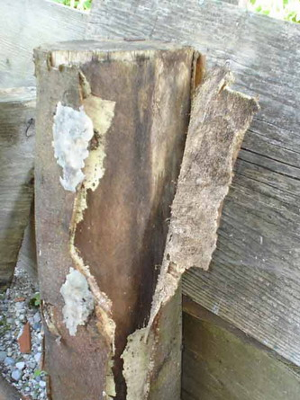 gojenje_gob-knjiznica-33