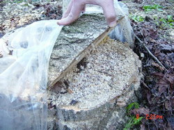 gojenje_gob-knjiznica-37