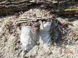 gojenje_gob-knjiznica-38