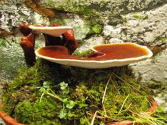 ponudba-gojenjegob-kompleti-4