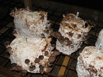 ponudba-gojenjegob-kompleti-6