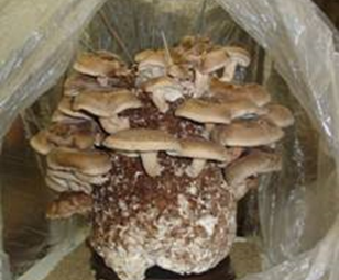 ponudba-gojenjegob-kompleti-7