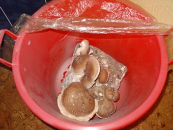 ponudba-gojenjegob-kompleti-8