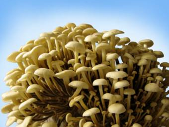 ponudba-gojenjegob-micelj_na_lesenih_cepkih-1