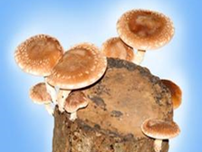 ponudba-gojenjegob-micelj_na_lesenih_cepkih-10