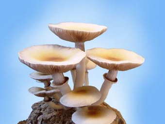 ponudba-gojenjegob-micelj_na_lesenih_cepkih-2