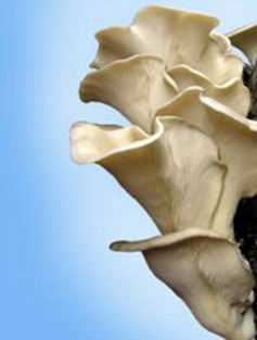 ponudba-gojenjegob-micelj_na_lesenih_cepkih-4