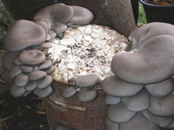 ponudba-gojenjegob-micelj_na_lesenih_cepkih-5