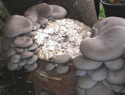 ponudba-gojenjegob-micelj_na_lesenih_cepkih-5