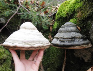 Foto (osebni arhiv): Lekarniška macesnovka